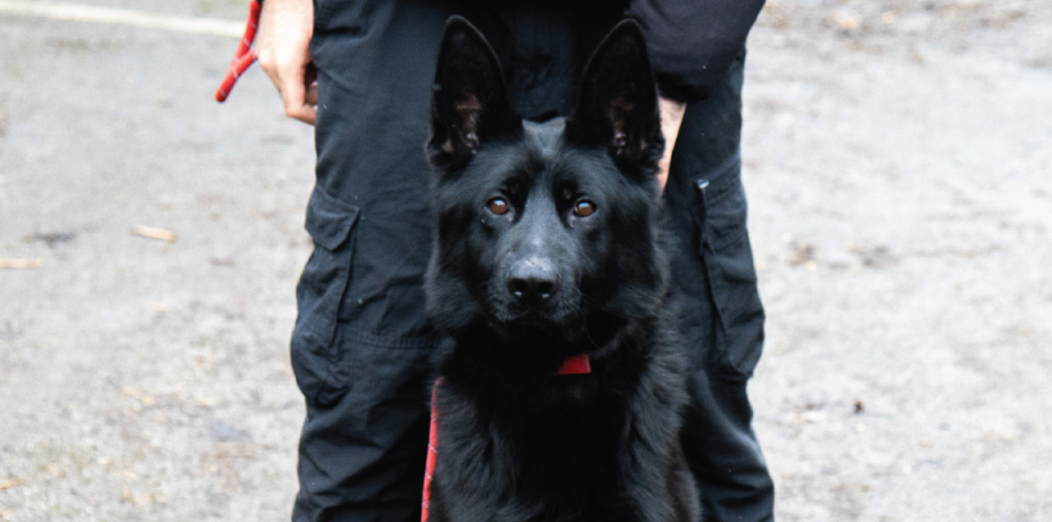 Robust Mobile Patrol Security Dogs and Handlers