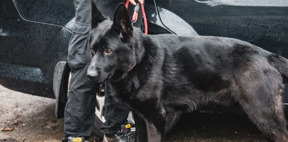 Specialist Sniffer & Search Dog Handlers